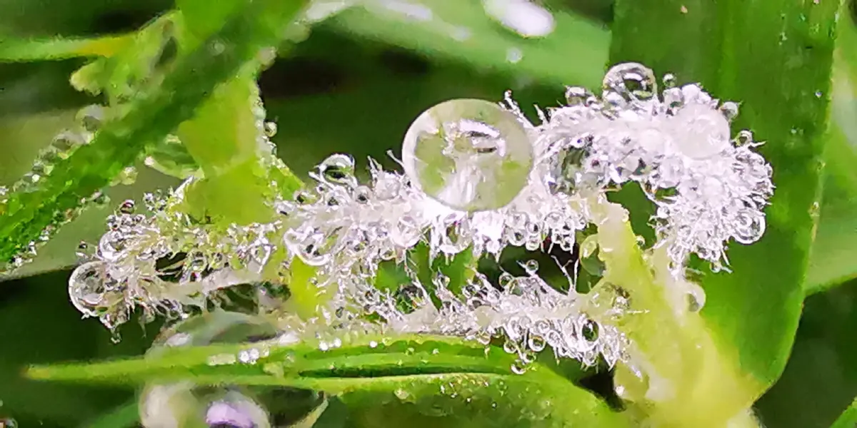 'ยอดดอยอินทนนท์' อากาศหนาว 12 องศา แห่ชมภาพ หยดน้ำค้าง เกาะยอดหญ้า