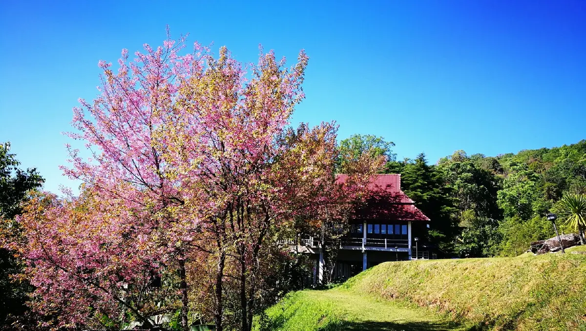 บ้านเล็กในป่าใหญ่ ฟ้าห่มปก เมื่อฟ้าปกเกล้าชาวไทยภูเขา