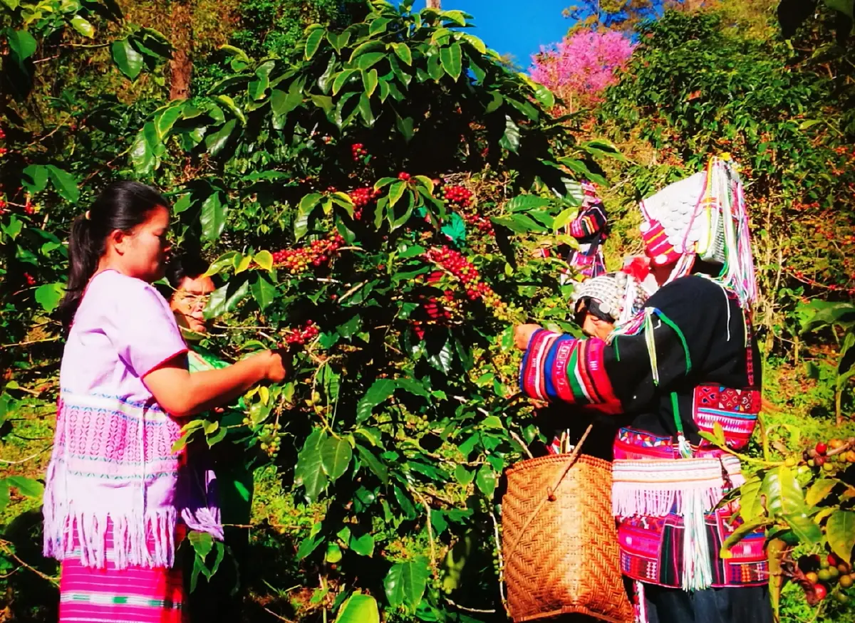 บ้านเล็กในป่าใหญ่ ฟ้าห่มปก เมื่อฟ้าปกเกล้าชาวไทยภูเขา