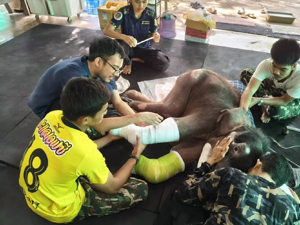 อาการล่าสุด ลูกช้างป่าพลัดหลง “ข้าวต้ม” ทีมสัตวแพทย์เผยฟื้นตัวต่อเนื่อง