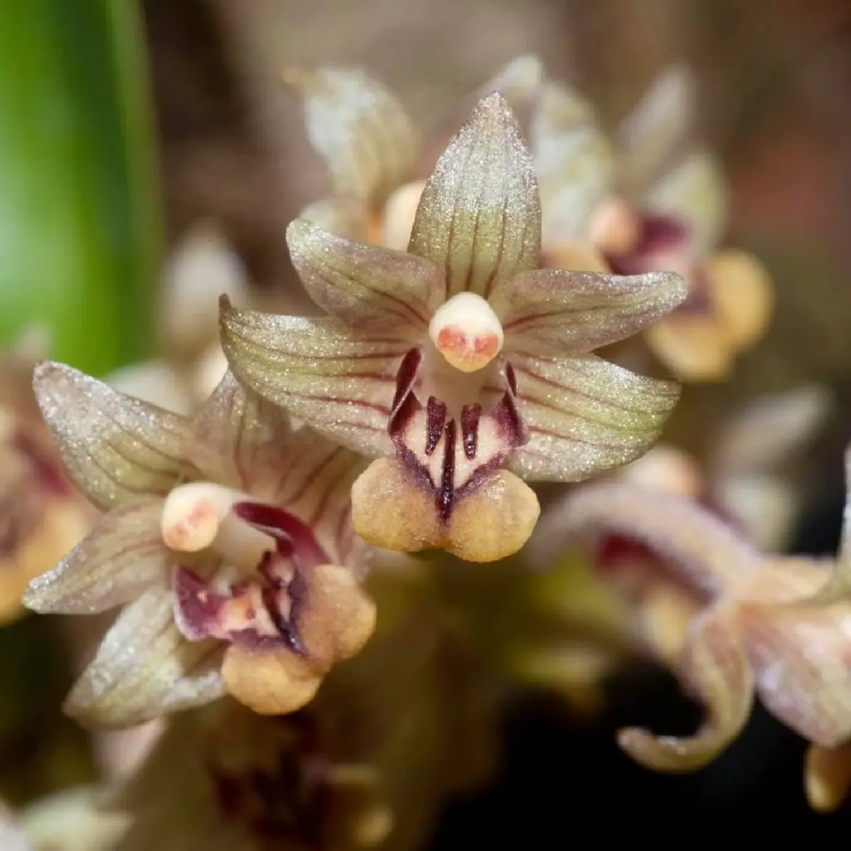 ยลโฉม บุปผาราชินี มรดกพฤกษาล้ำค่าในพระนาม "สมเด็จพระพันปีหลวง"