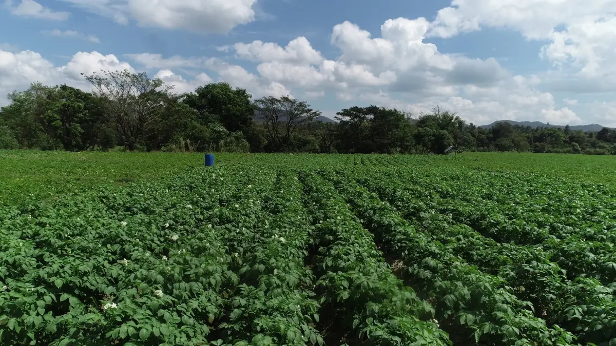 การยกระดับอุตฯมันฝรั่งในไทยดึงโนว์ฮาว  ลดจุดอ่อน-เสริมแกร่งรายได้เกษตรกร