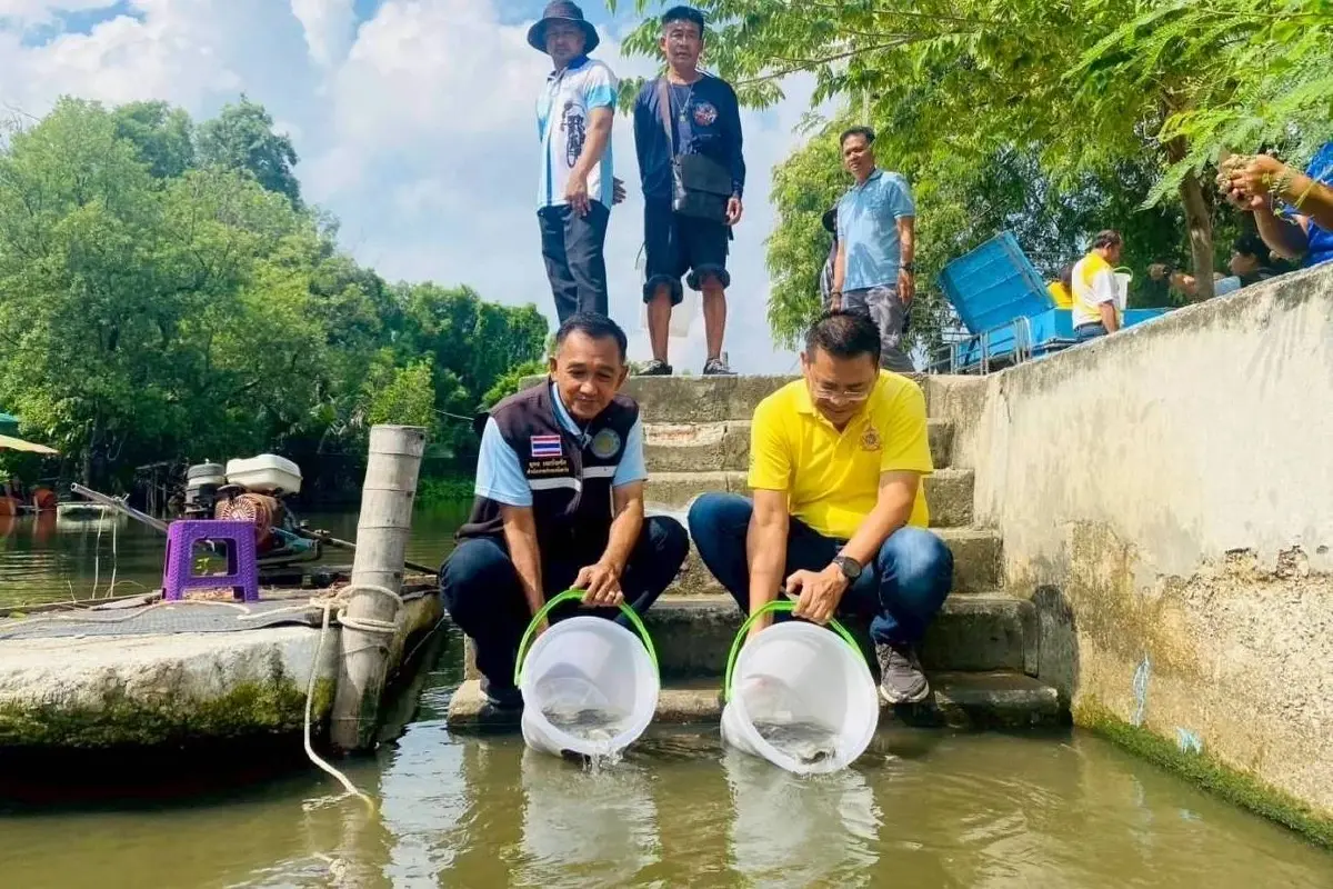 กรมประมง ปล่อย 'ปลานักล่า' ต่อเนื่อง บูรณาการคุมเข้ม 'ปลาหมอคางดำ'