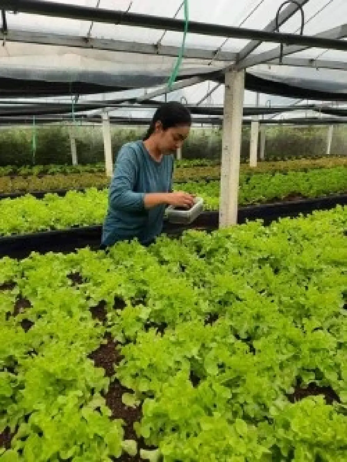 กรมวิชาการเกษตร เปิด 3 ปุ๋ยตัวท็อป เอกชนลุยผลิตเชิงพาณิชย์  ​​​​​​​​​​​​​​​​