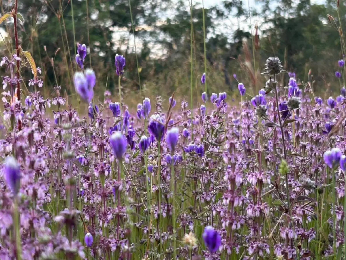 ชมความงาม "พรรณไม้พระราชทานนาม" บานสะพรั่ง ณ อุทยานแห่งชาติภูพาน