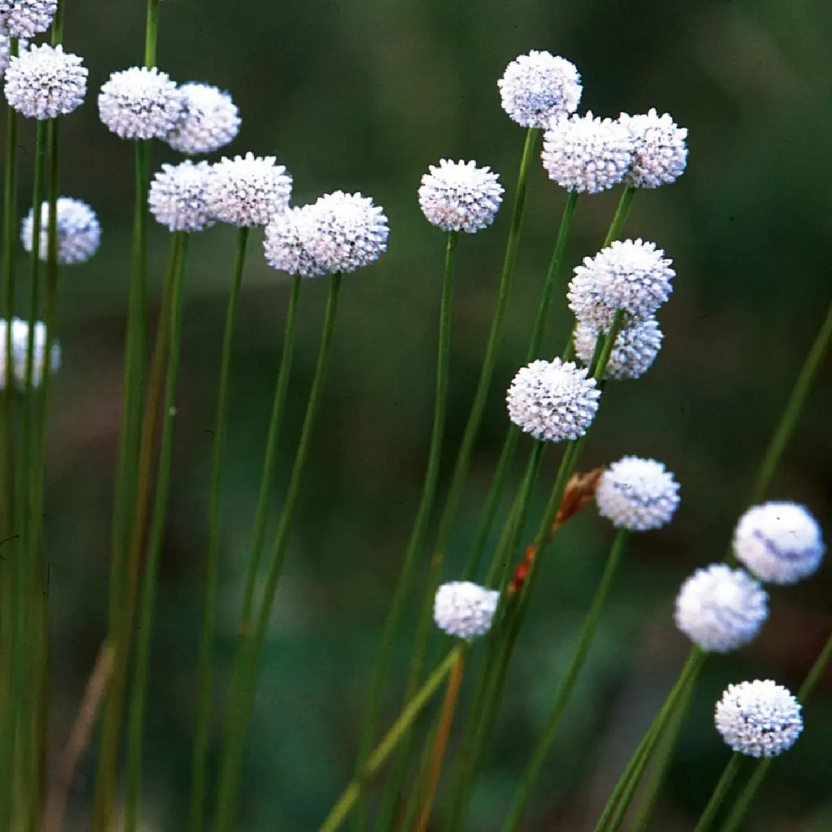 ยลโฉม บุปผาราชินี มรดกพฤกษาล้ำค่าในพระนาม "สมเด็จพระพันปีหลวง"