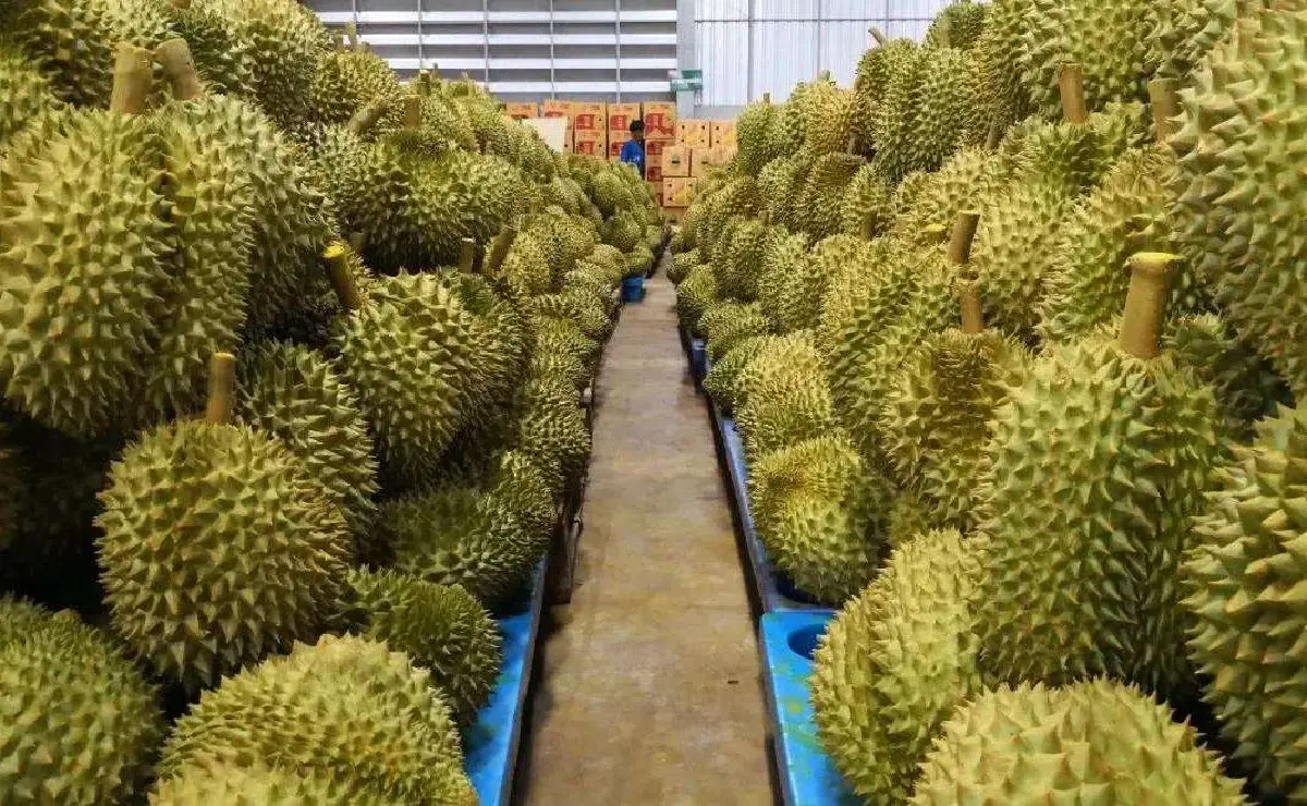 สินค้าเกษตรไทยฝ่าทุกความท้าทาย แข็งแกร่ง 8 เดือน การค้าเกินดุล 7 แสนล้านบาท