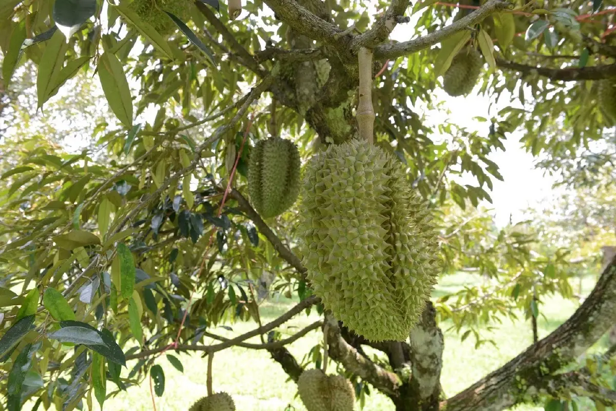 เกษตร จับมือ ม.บูรพา ปั้นเกษตรกรสวนทุเรียนสู่อนาคตที่ยั่งยืน