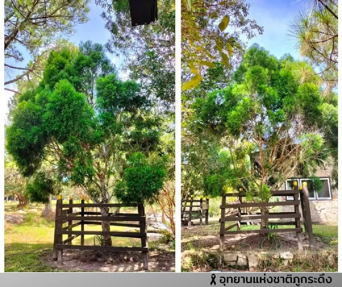 ตามรอย ต้นสนสามพันปี บนยอดภูกระดึง พระราชปณิธานสีเขียว 'สมเด็จพระพันปีหลวง'