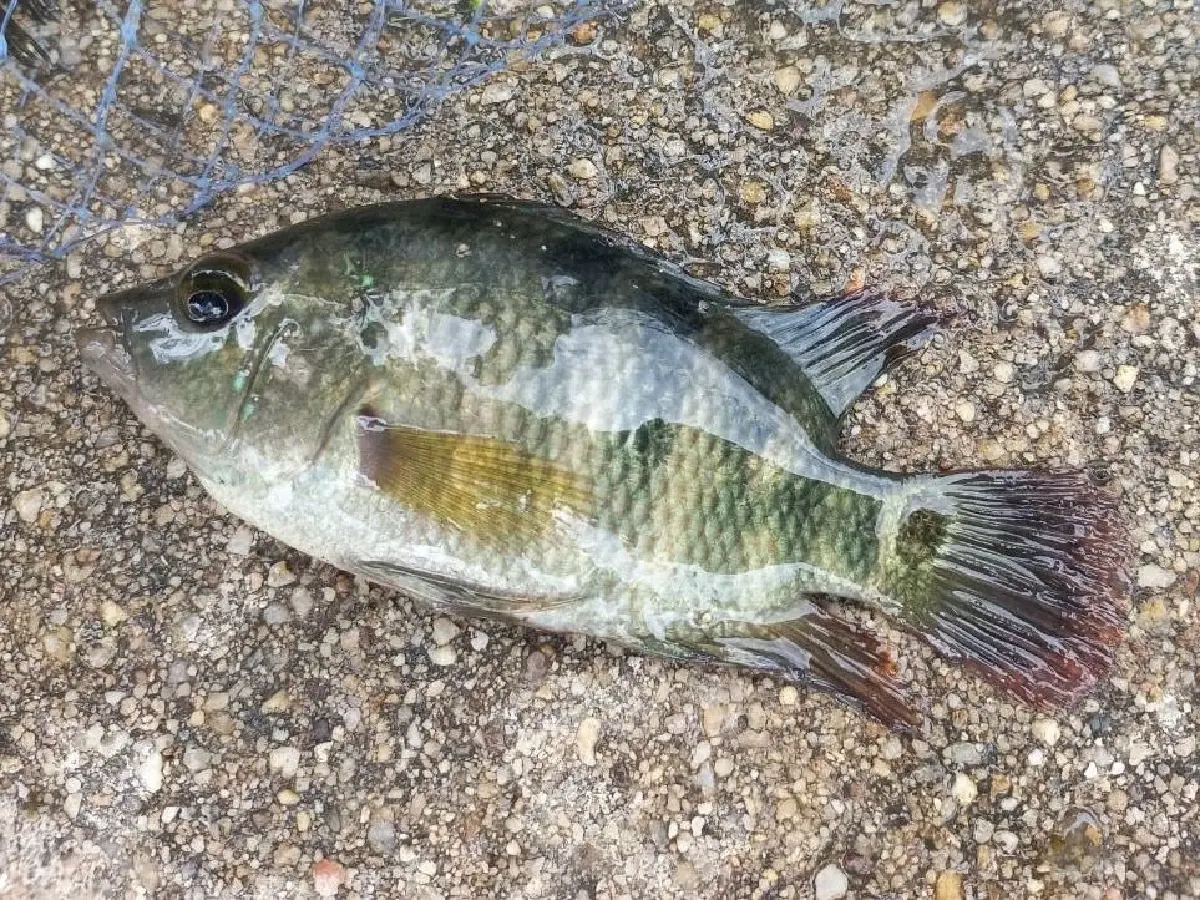 'ปลาบัตเตอร์ –มายัน' อีก 2 ภัยเงียบในสายน้ำ ที่ยังรุกรานระบบนิเวศไทย