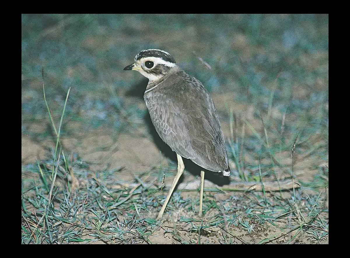 พบ ‘นกเจอร์ดอนส์คอร์เซอร์’ ที่น่าจะสูญพันธุ์ไปแล้ว ด้วยเครื่องบันทึกเสียง