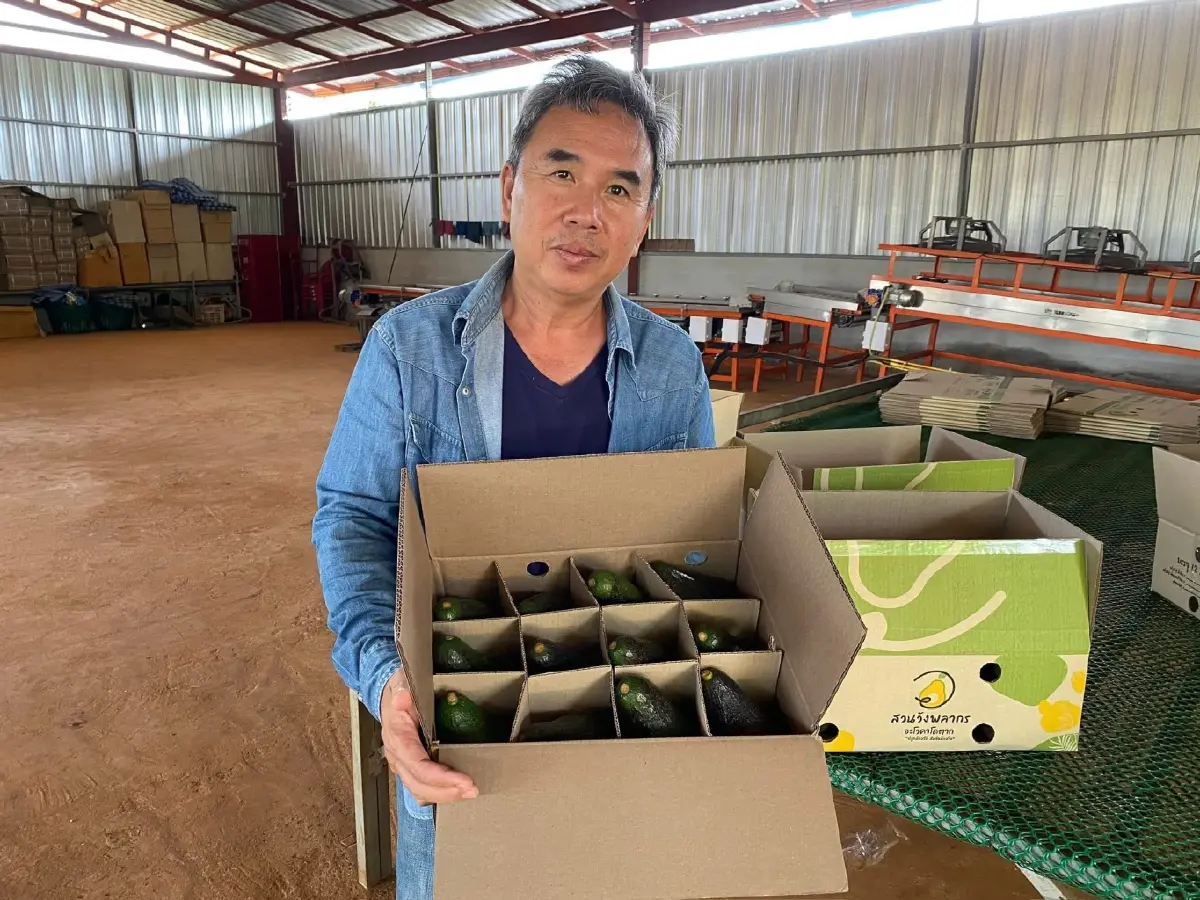‘อะโวคาโดพบพระ 08’ จ.ตาก ตอบรับ Longevity Trend สร้างโอกาสใหม่ให้เกษตรกรไทยอะ