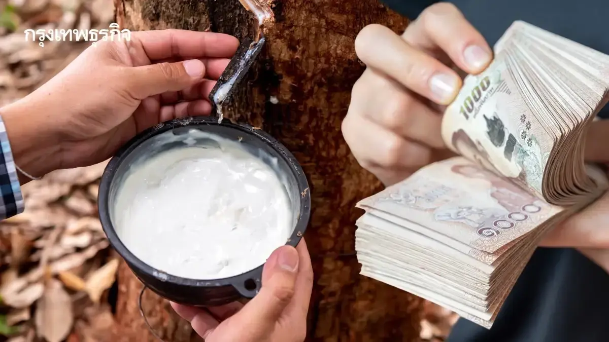 ใครได้บ้าง แจกเงินเกษตรกร ชาวสวนยาง เงินไร่ละ 20,000 บาท ยื่นด่วน