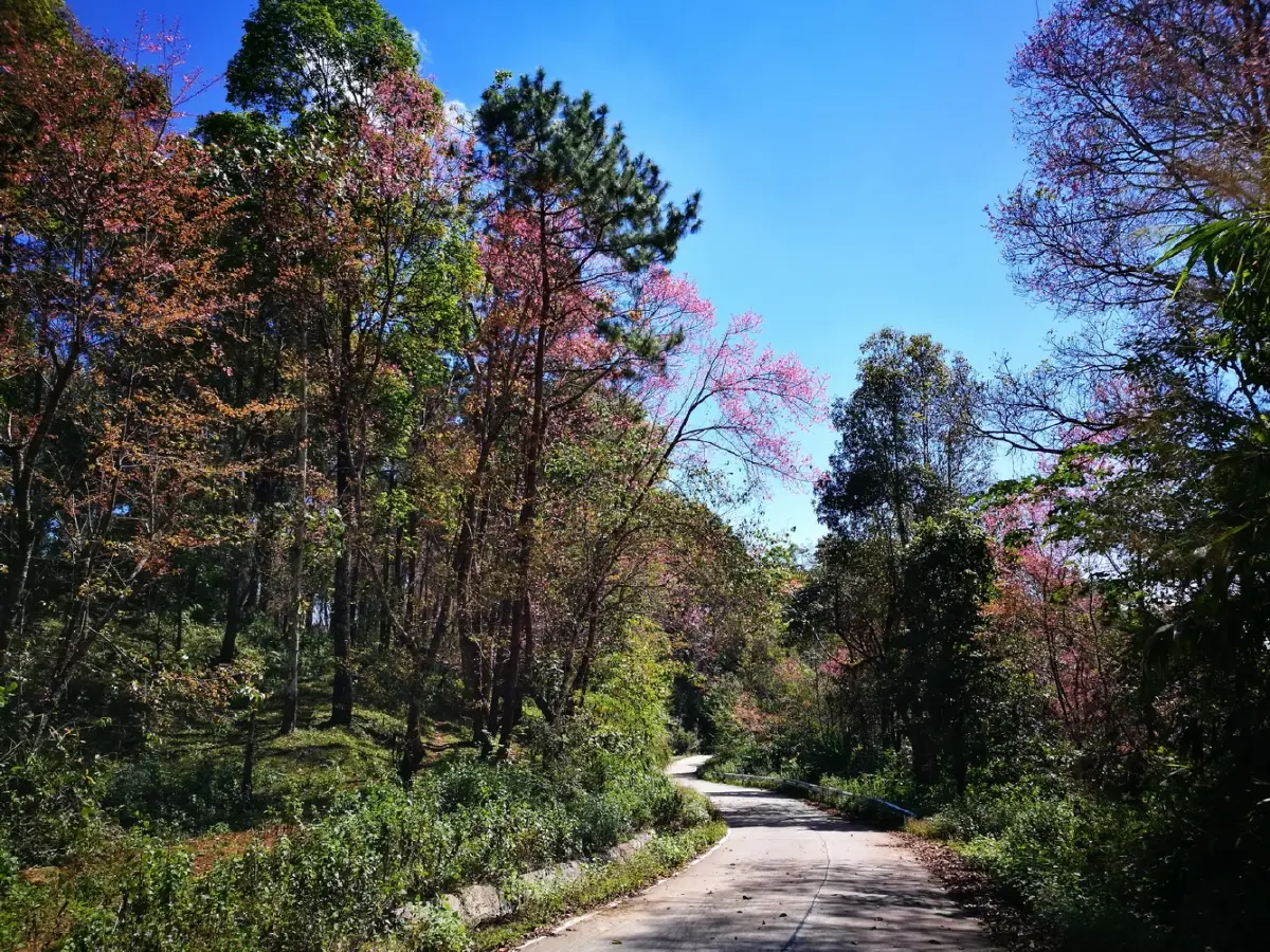 บ้านเล็กในป่าใหญ่ ฟ้าห่มปก เมื่อฟ้าปกเกล้าชาวไทยภูเขา