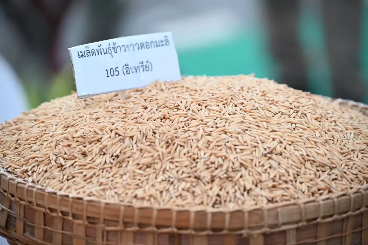 กรมส่งเสริมสหกรณ์  ตั้ง 'จุดรวบรวมข้าว' ที่สหกรณ์การเกษตร แก้ปัญหาราคาตกต่ำ