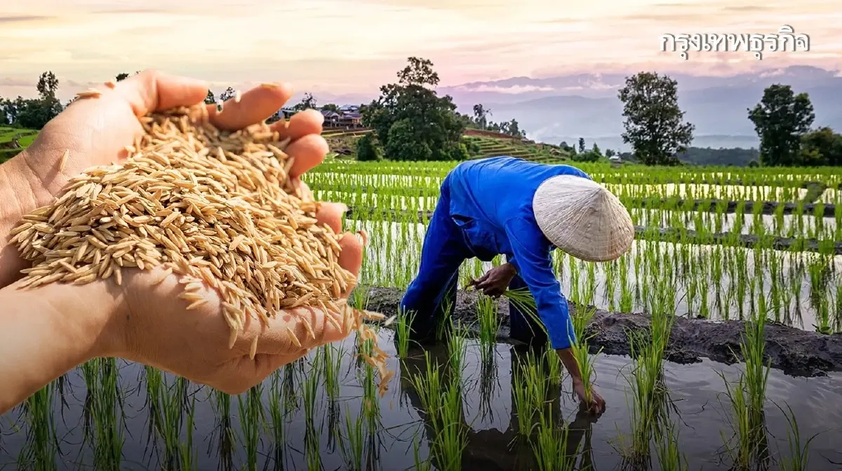 “พาณิชย์”เตรียมชง นบข. ไฟเขียวดูแลราคาข้าวเปลือกนาปีเพิ่ม หวังดันราคาข้าวขึ้น 3-5 %