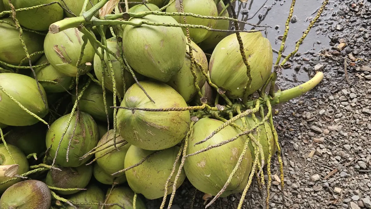 มะพร้าวน้ำหอมไทย วิกฤติ ราคาตกต่ำ หลังเวียดนามแย่งตลาดจีน  สูญเงินกว่า500 ล้านบาท