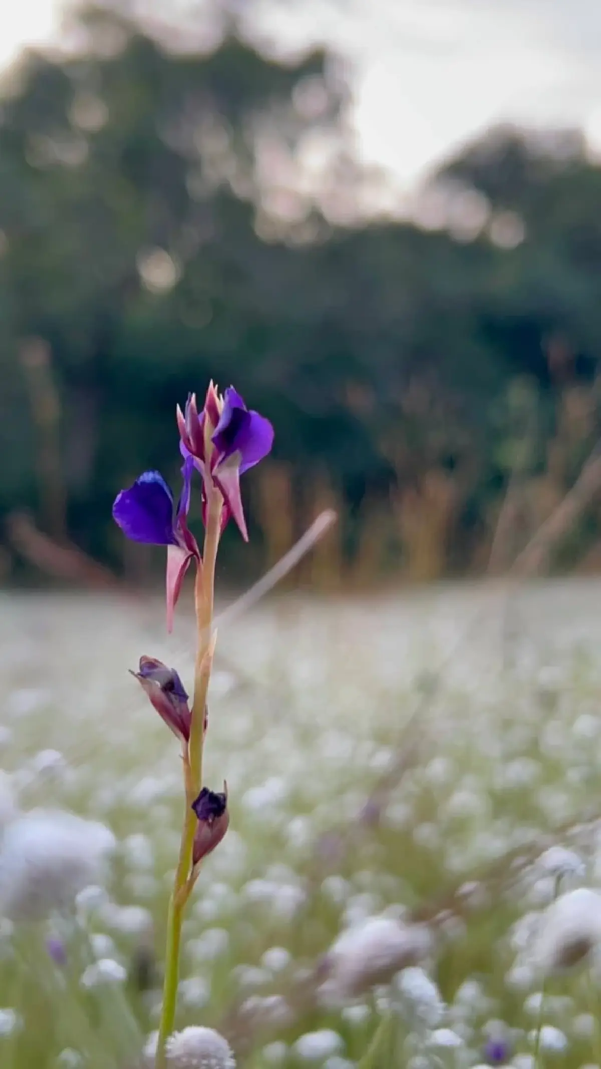 ชมความงาม "พรรณไม้พระราชทานนาม" บานสะพรั่ง ณ อุทยานแห่งชาติภูพาน
