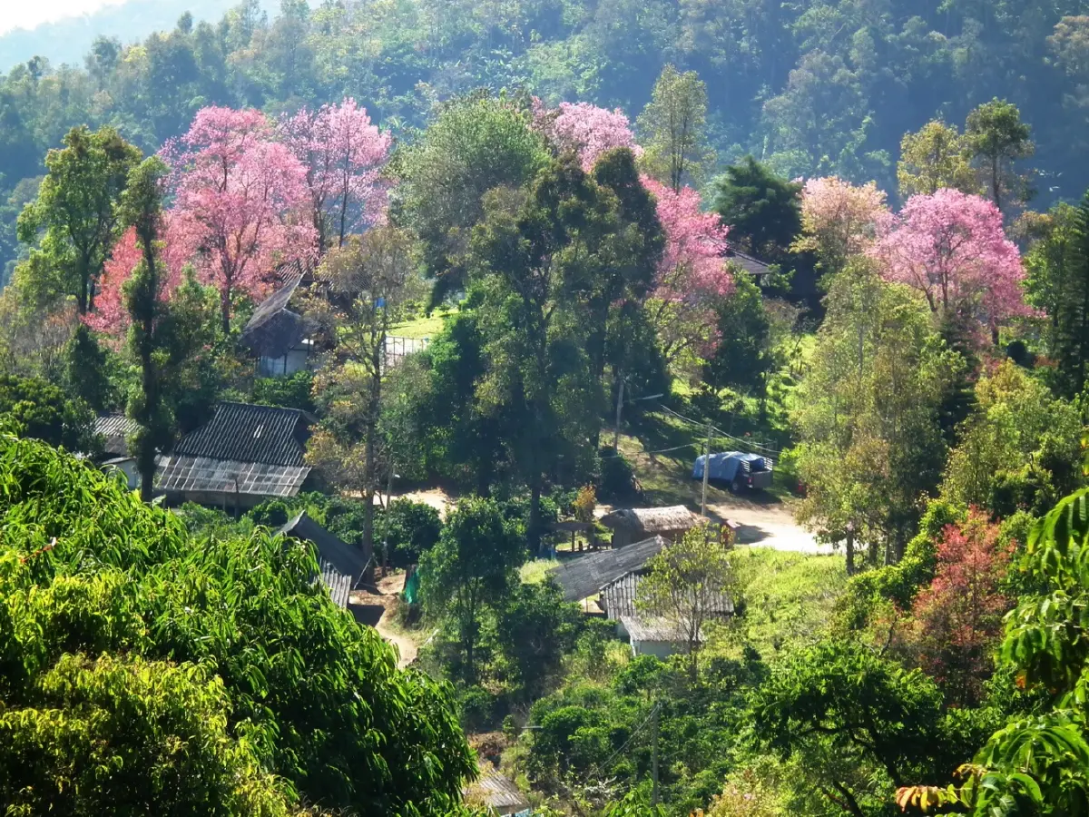 บ้านเล็กในป่าใหญ่ ฟ้าห่มปก เมื่อฟ้าปกเกล้าชาวไทยภูเขา