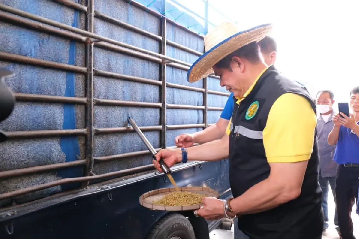 กรมส่งเสริมสหกรณ์  ตั้ง 'จุดรวบรวมข้าว' ที่สหกรณ์การเกษตร แก้ปัญหาราคาตกต่ำ