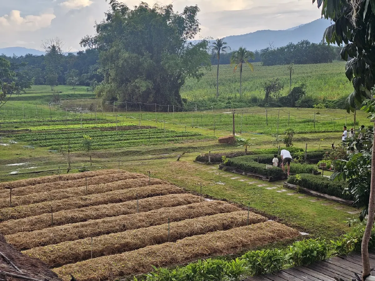 อร่อย สุขภาพดี ที่ ‘ตาวีฟาร์ม’ เขาใหญ่ ผักสดจากแปลงเก็บทุกเช้า