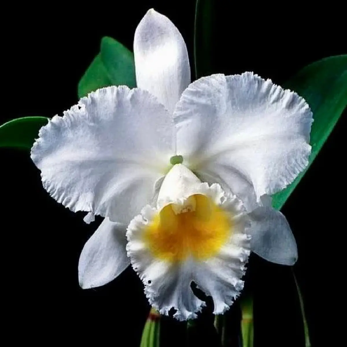 ยลโฉม บุปผาราชินี มรดกพฤกษาล้ำค่าในพระนาม "สมเด็จพระพันปีหลวง"