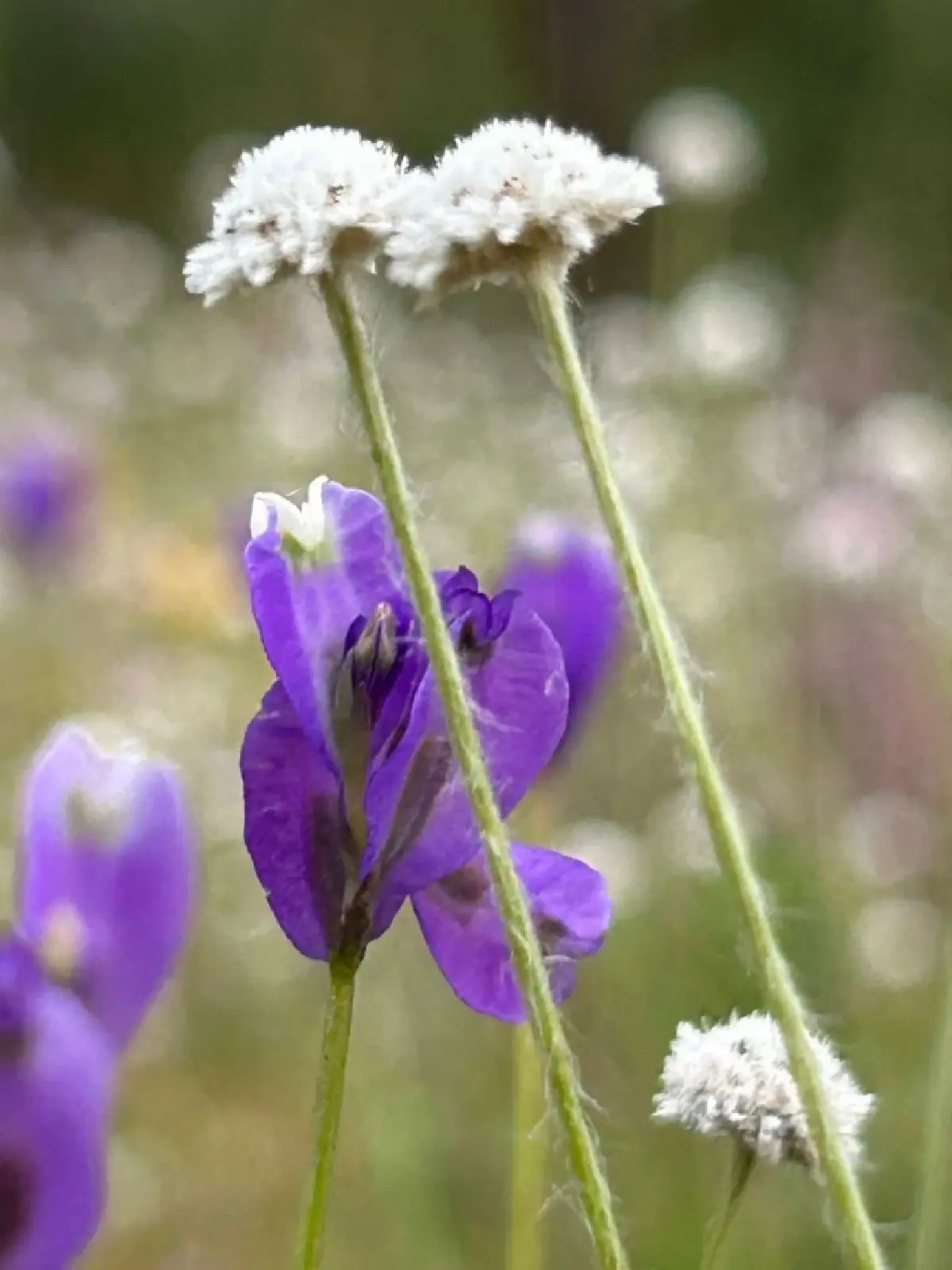 ชมความงาม "พรรณไม้พระราชทานนาม" บานสะพรั่ง ณ อุทยานแห่งชาติภูพาน