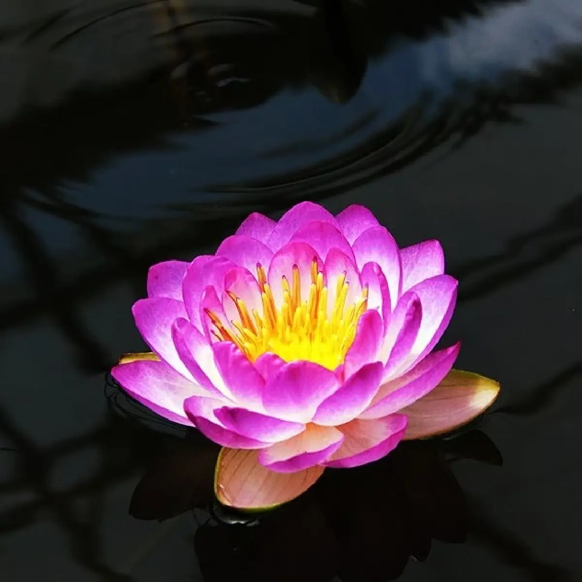 ยลโฉม บุปผาราชินี มรดกพฤกษาล้ำค่าในพระนาม "สมเด็จพระพันปีหลวง"