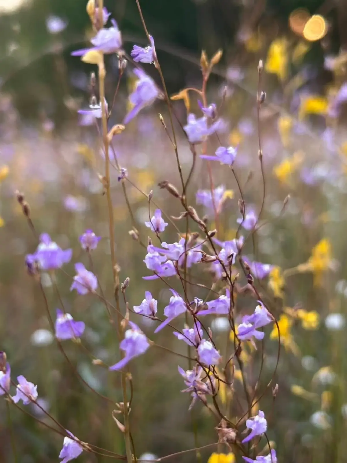 ชมความงาม "พรรณไม้พระราชทานนาม" บานสะพรั่ง ณ อุทยานแห่งชาติภูพาน