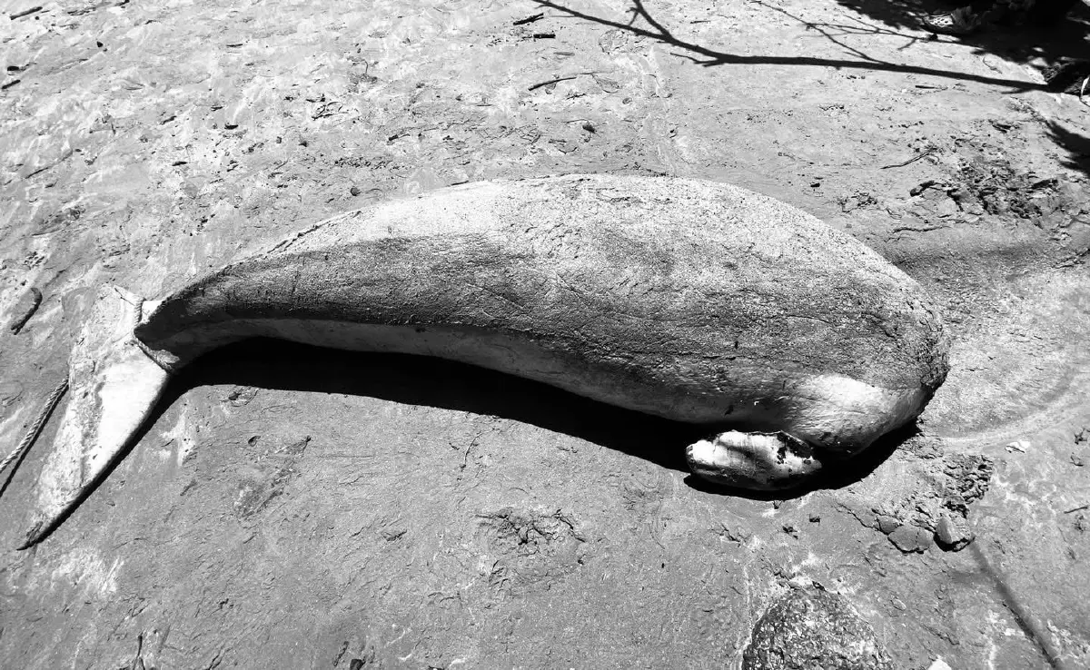 เดินหน้ามาตรการเข้ม รับมือพะยูนตาย -การล่าเอาเขี้ยวพะยูน