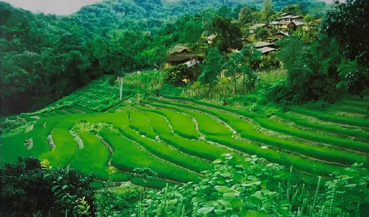 สมเด็จพระพันปีหลวง : คาเวียร์  ทรงสร้างอาชีพบนดอยสูงสู่ตำรับสากล