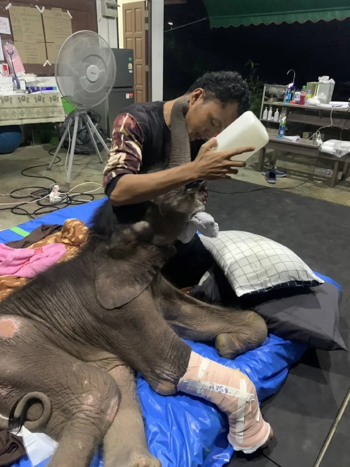 อาการล่าสุด ลูกช้างป่าพลัดหลง “ข้าวต้ม” ทีมสัตวแพทย์เผยฟื้นตัวต่อเนื่อง