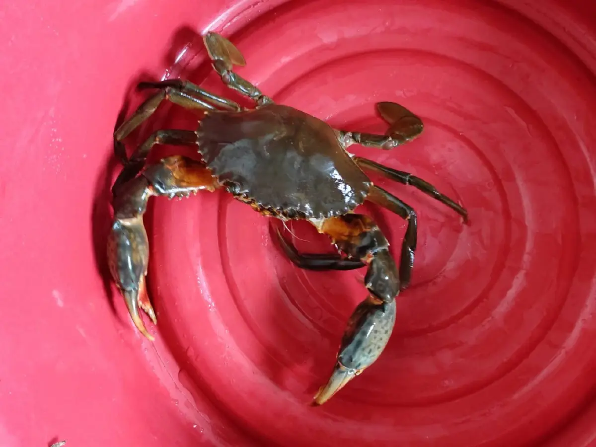 ‘ปูขาวอินทรีย์’  สินค้าเศรษฐกิจตัวใหม่ สร้างมูลค่าและเพิ่มรายได้ให้เกษตรกร