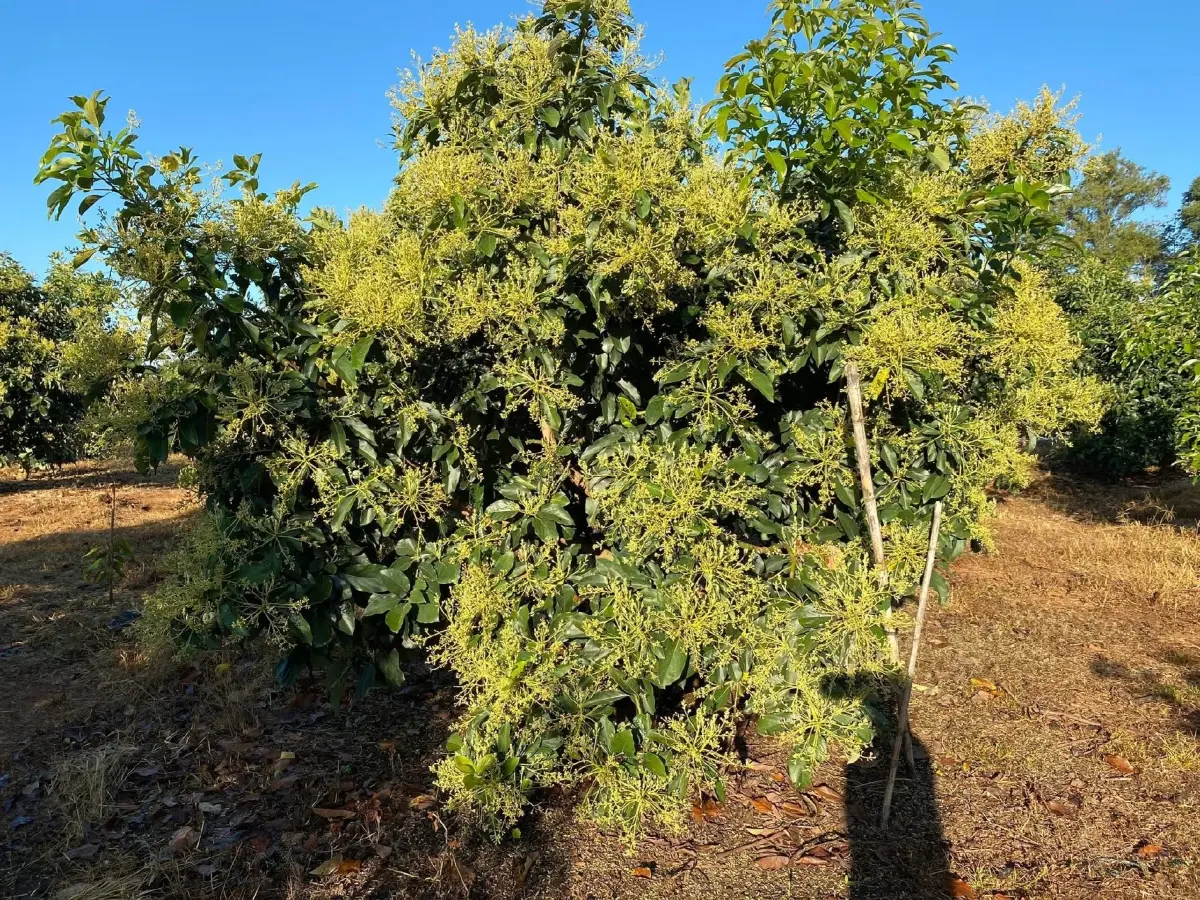 ‘อะโวคาโดพบพระ 08’ จ.ตาก ตอบรับ Longevity Trend สร้างโอกาสใหม่ให้เกษตรกรไทยอะ