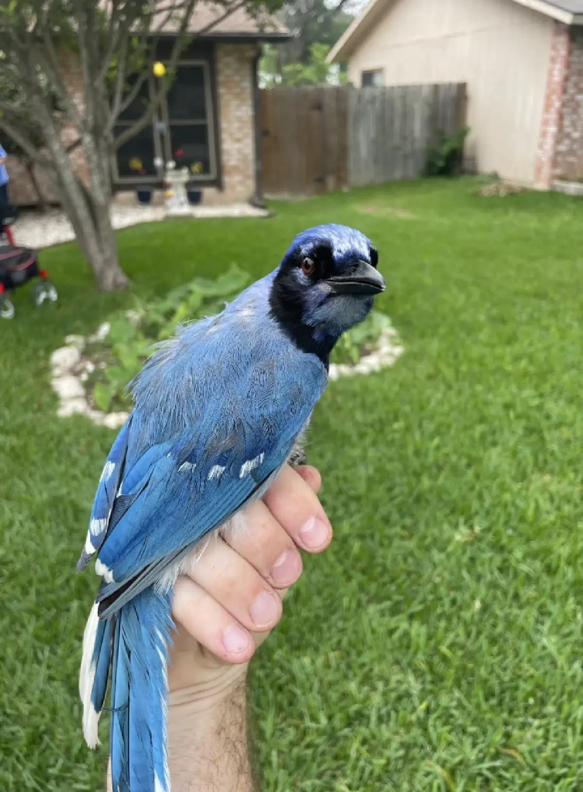 พบ ‘นกเจย์’ ผสมข้ามสายพันธุ์ ตัวแรกของโลก ผลจากโลกร้อน ทำที่อยู่นกเปลี่ยนไป