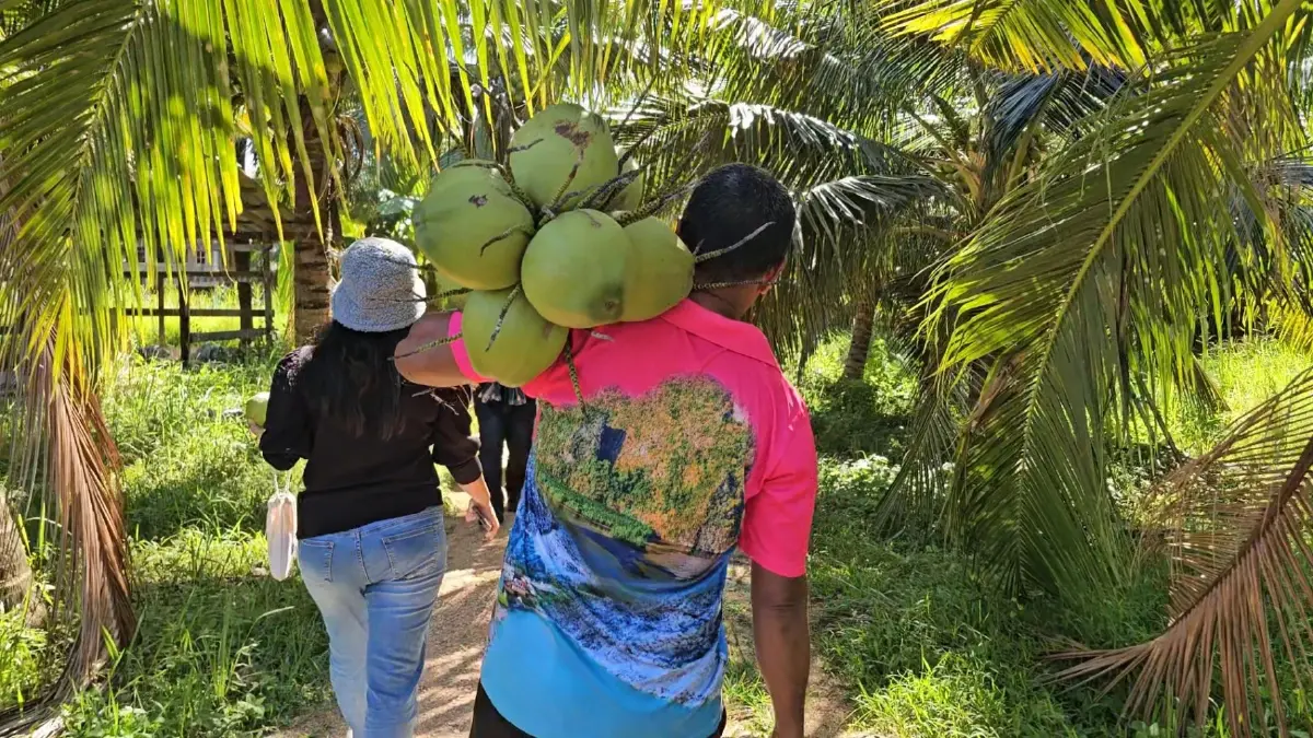 มะพร้าวน้ำหอมไทย วิกฤติ ราคาตกต่ำ หลังเวียดนามแย่งตลาดจีน  สูญเงินกว่า500 ล้านบาท