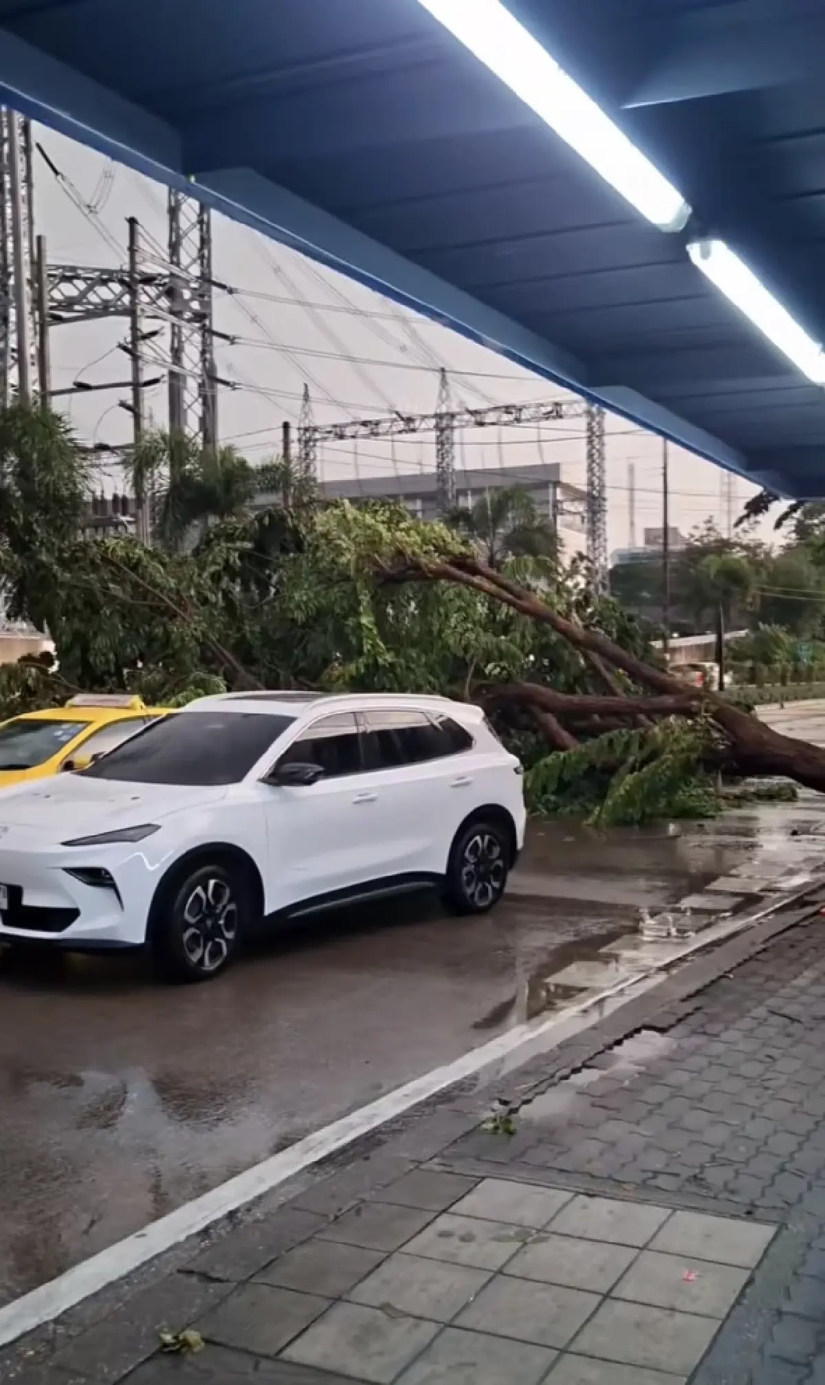 กรุงเทพฝนตกหนัก ลมแรง มีน้ำท่วม ต้นไม้ล้มหลายจุด ขวางถนน 3 สายหลัก