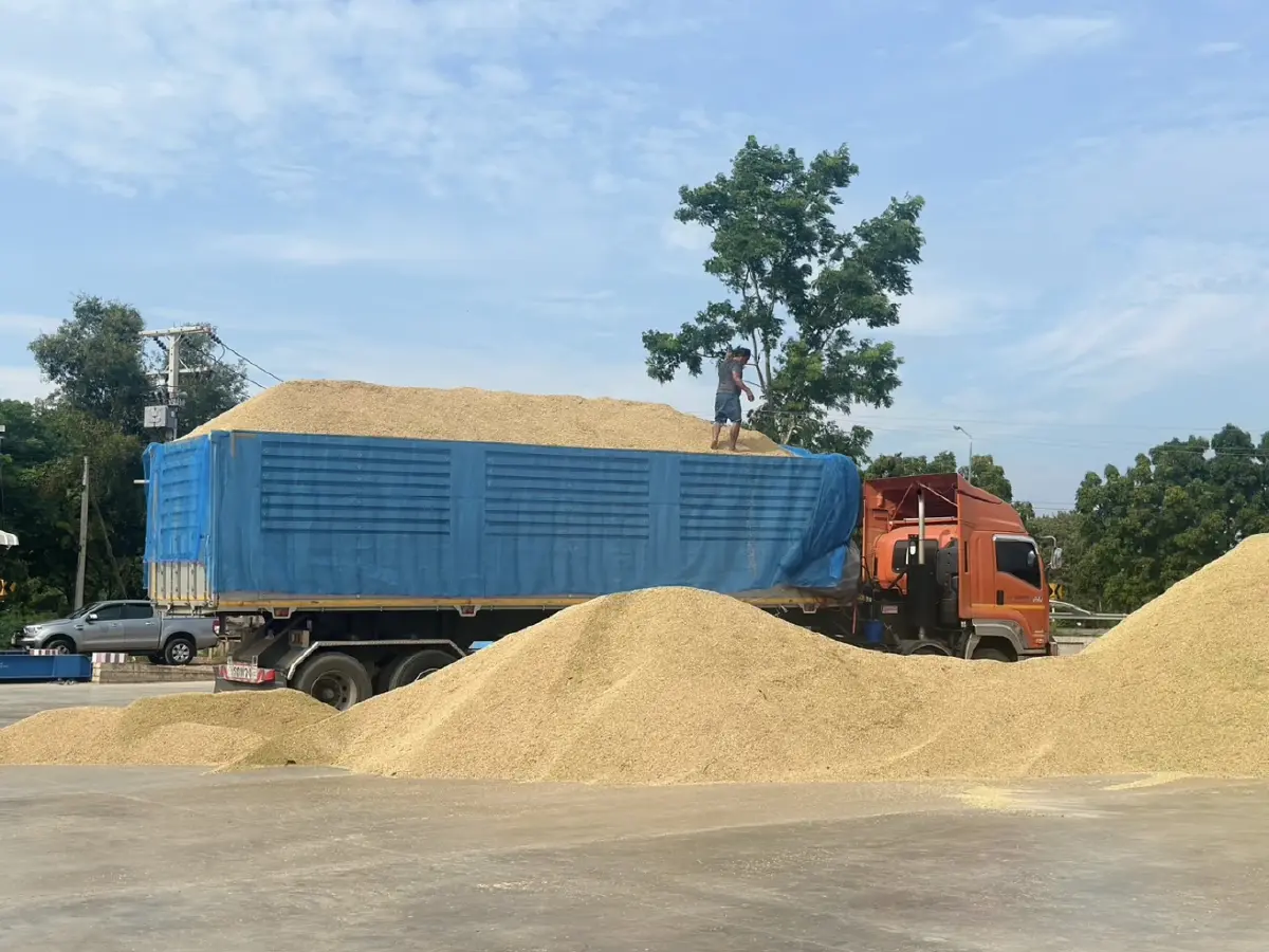 กรมส่งเสริมสหกรณ์  ตั้ง 'จุดรวบรวมข้าว' ที่สหกรณ์การเกษตร แก้ปัญหาราคาตกต่ำ