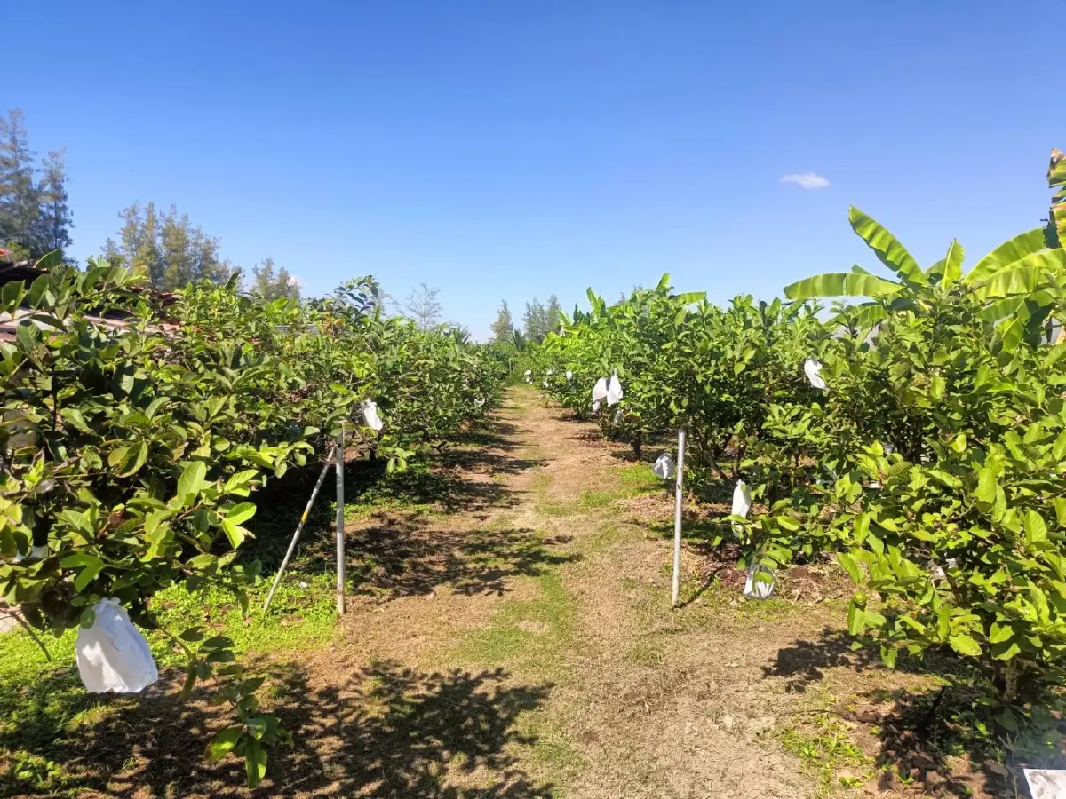 สศก.  ดัน เกษตรอินทรีย์เชิงท่องเที่ยว สร้างรายได้ชุมชนท้องถิ่นภาคเหนือตอนล่าง