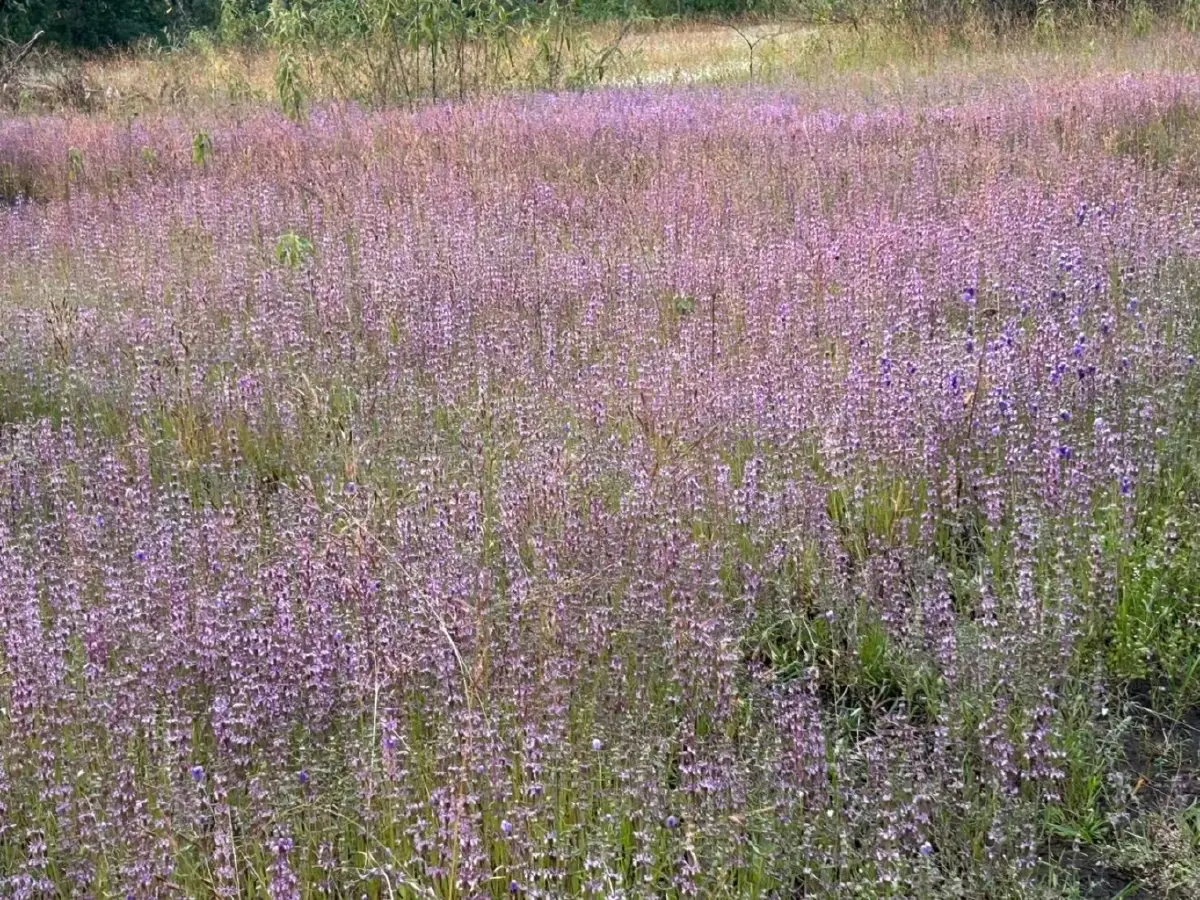 ชมความงาม "พรรณไม้พระราชทานนาม" บานสะพรั่ง ณ อุทยานแห่งชาติภูพาน