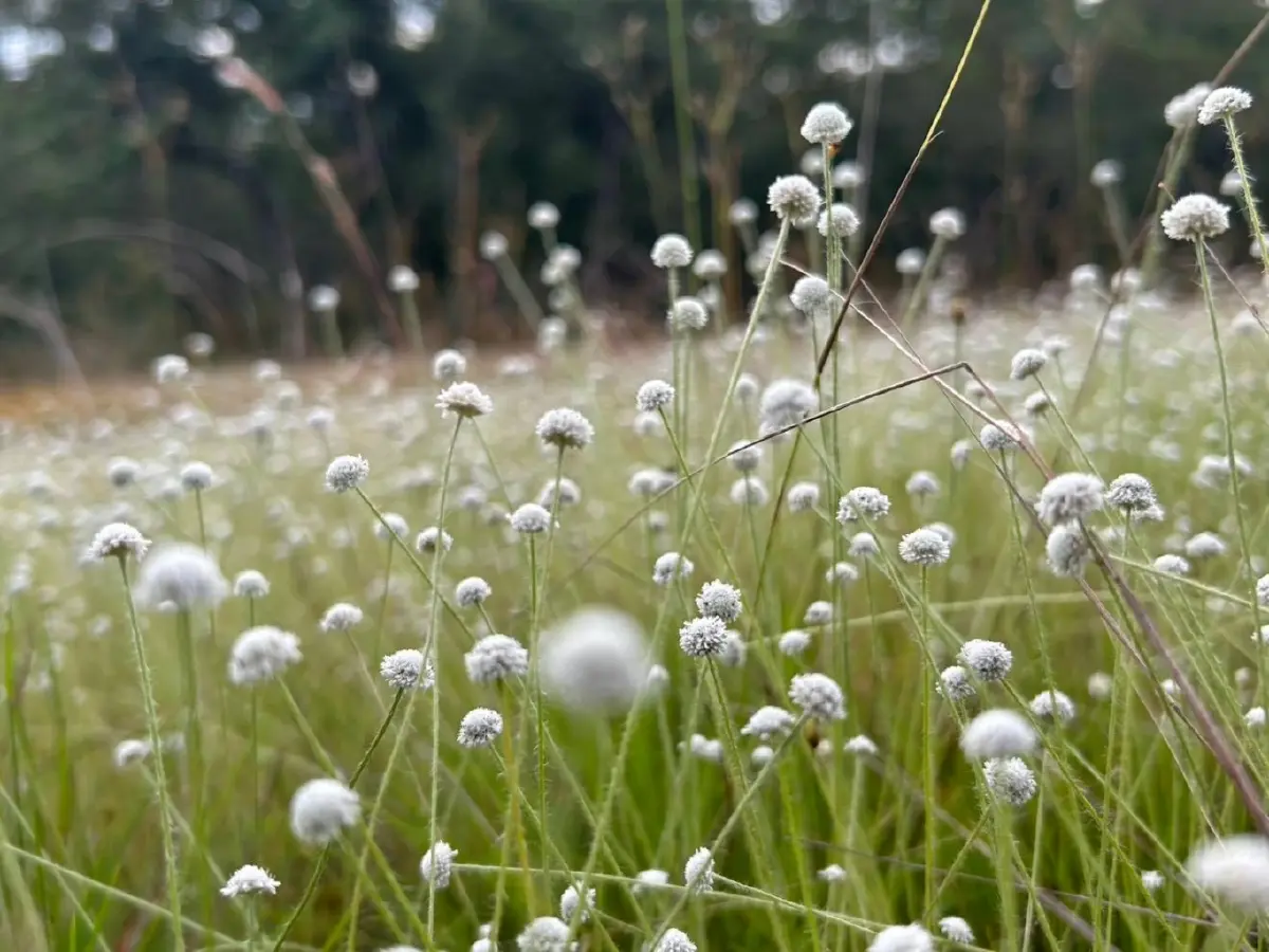 ชมความงาม "พรรณไม้พระราชทานนาม" บานสะพรั่ง ณ อุทยานแห่งชาติภูพาน