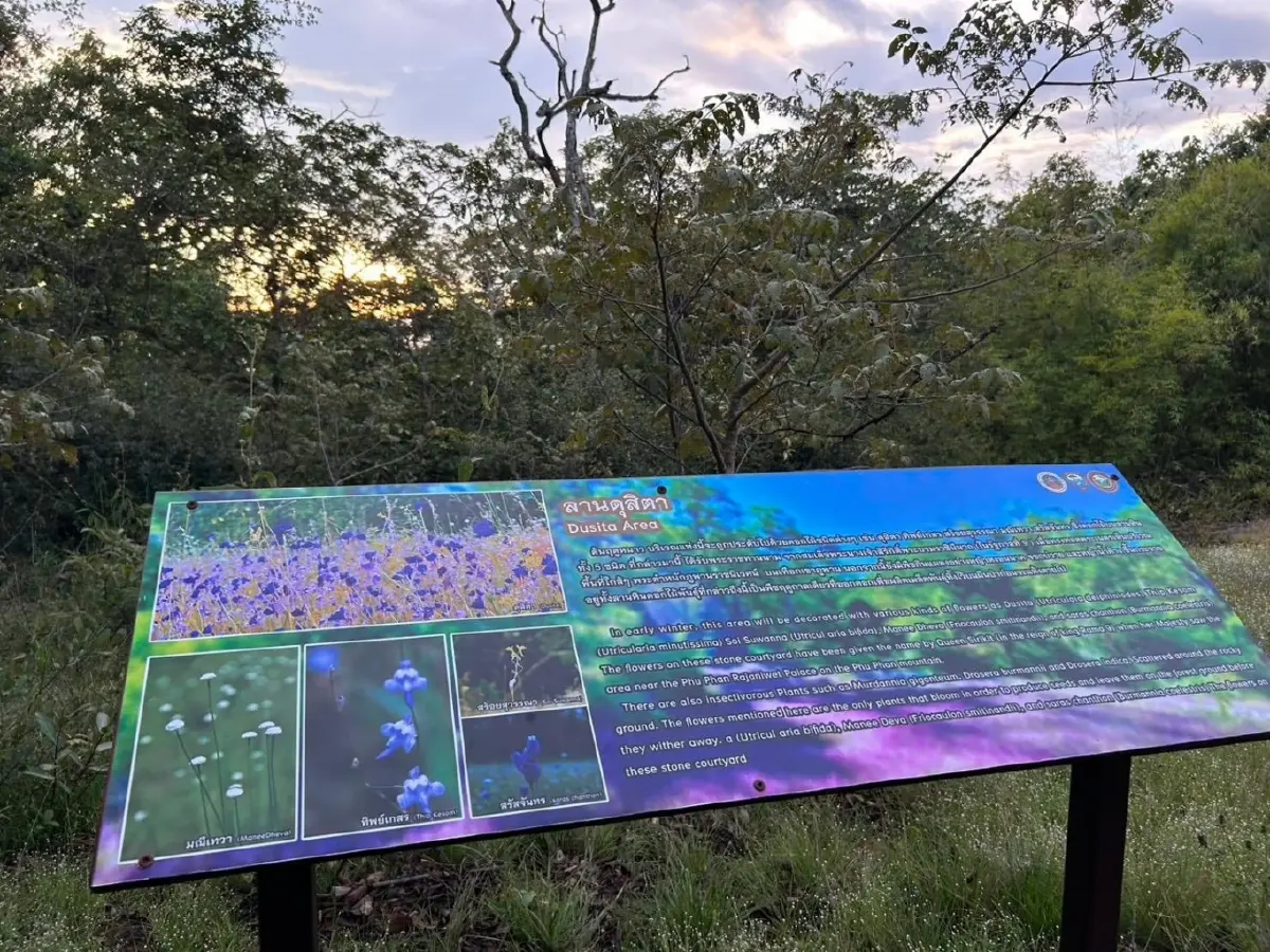 ชมความงาม "พรรณไม้พระราชทานนาม" บานสะพรั่ง ณ อุทยานแห่งชาติภูพาน