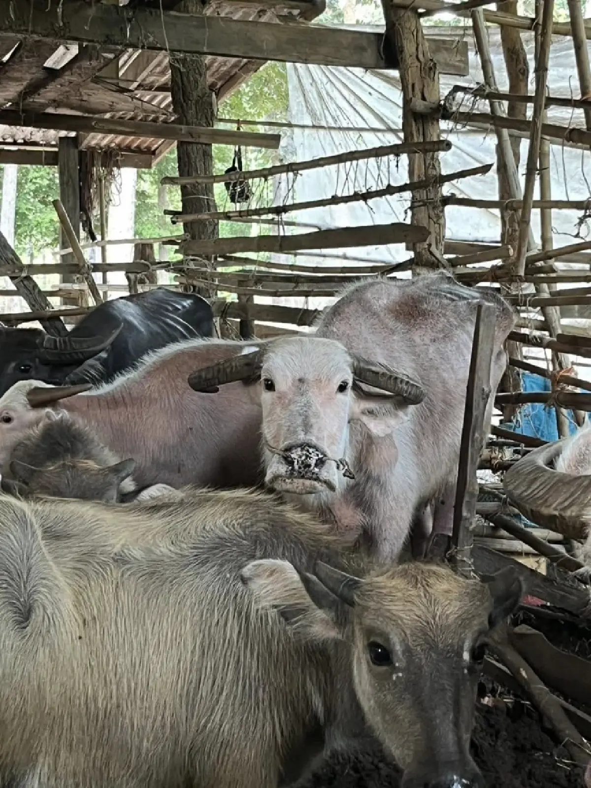 ยึดทรัพย์ 10 ล้าน ใช้ควายซื้อขาย ฟอกเงินค้ายาเสพติด