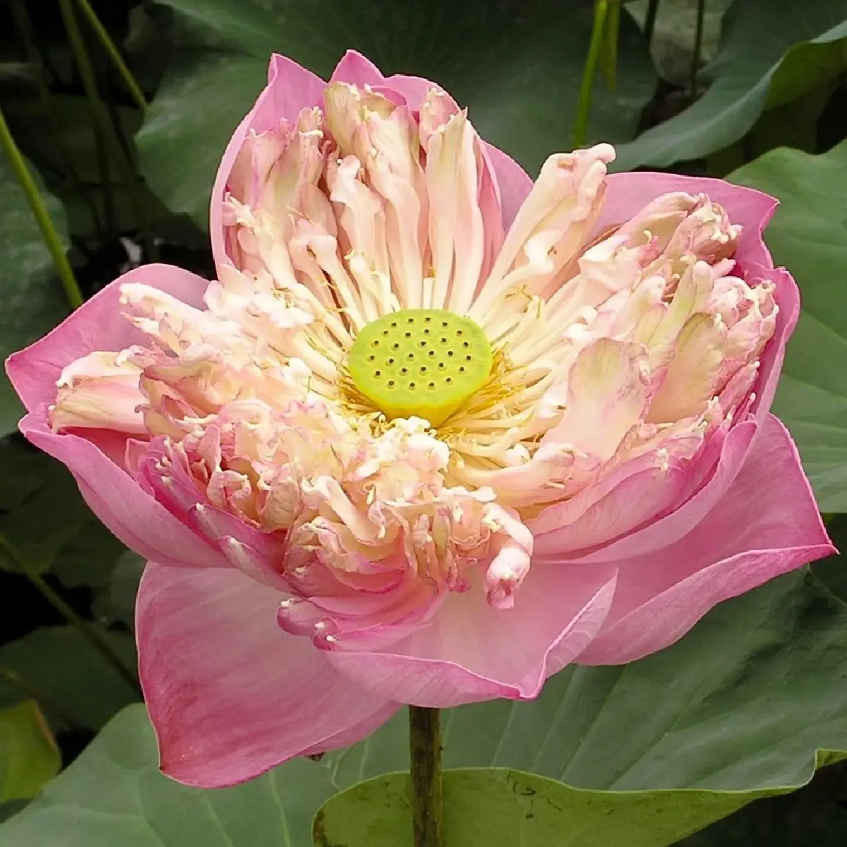 ยลโฉม บุปผาราชินี มรดกพฤกษาล้ำค่าในพระนาม "สมเด็จพระพันปีหลวง"