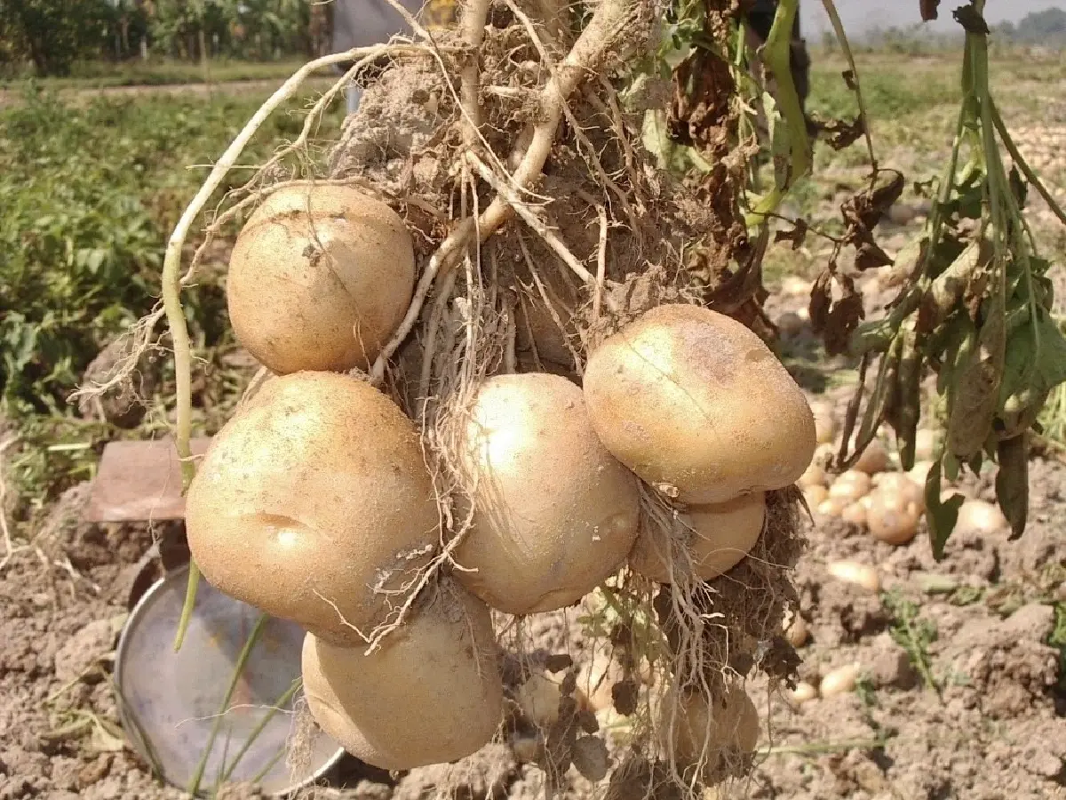 ARDA จัดKick-off App Tech Connect  คัดงานวิจัยต่อยอดขยายผลสู่เกษตรกร