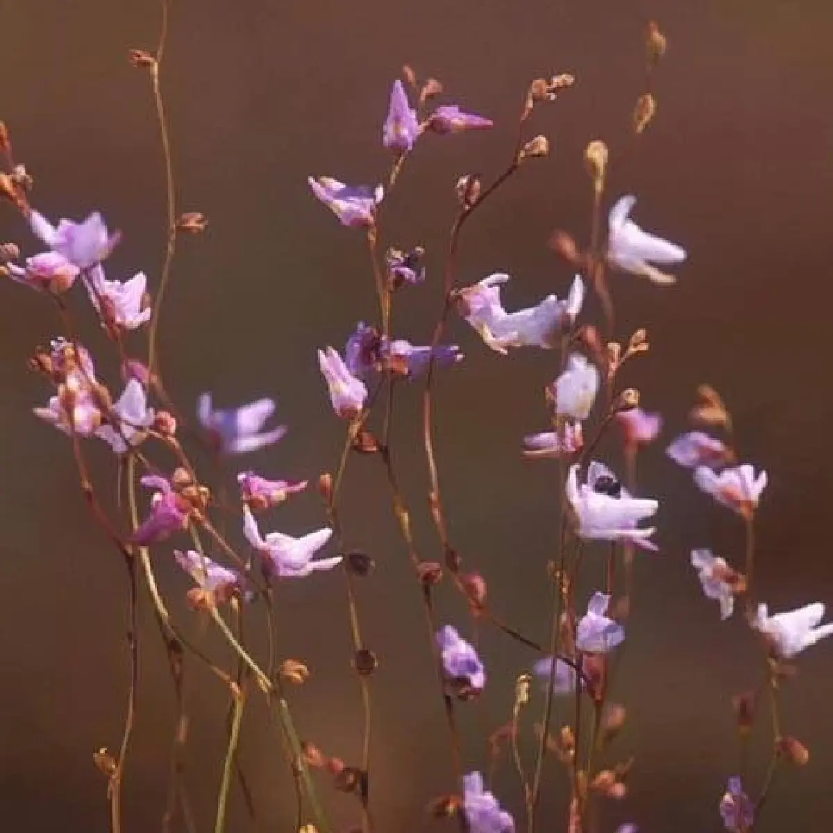 ยลโฉม บุปผาราชินี มรดกพฤกษาล้ำค่าในพระนาม "สมเด็จพระพันปีหลวง"