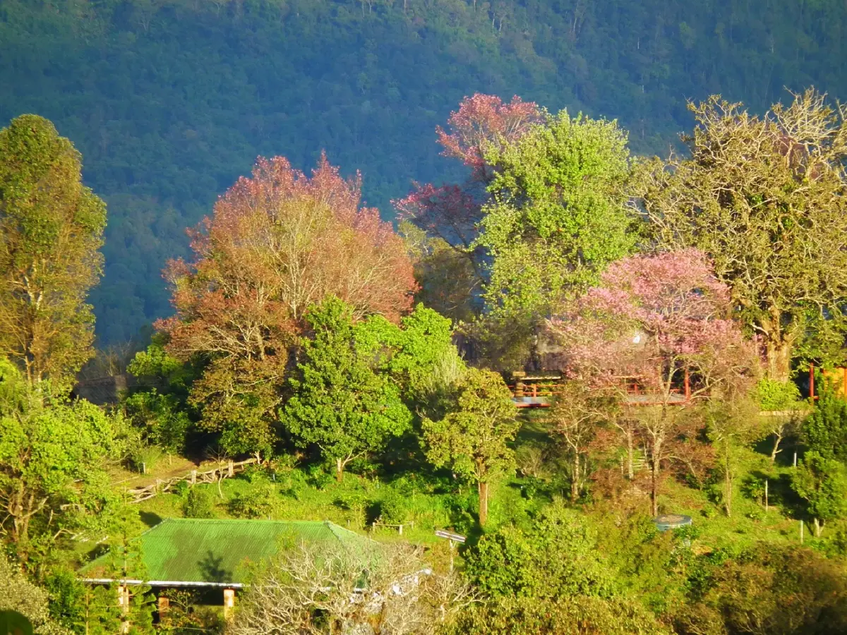 บ้านเล็กในป่าใหญ่ ฟ้าห่มปก เมื่อฟ้าปกเกล้าชาวไทยภูเขา