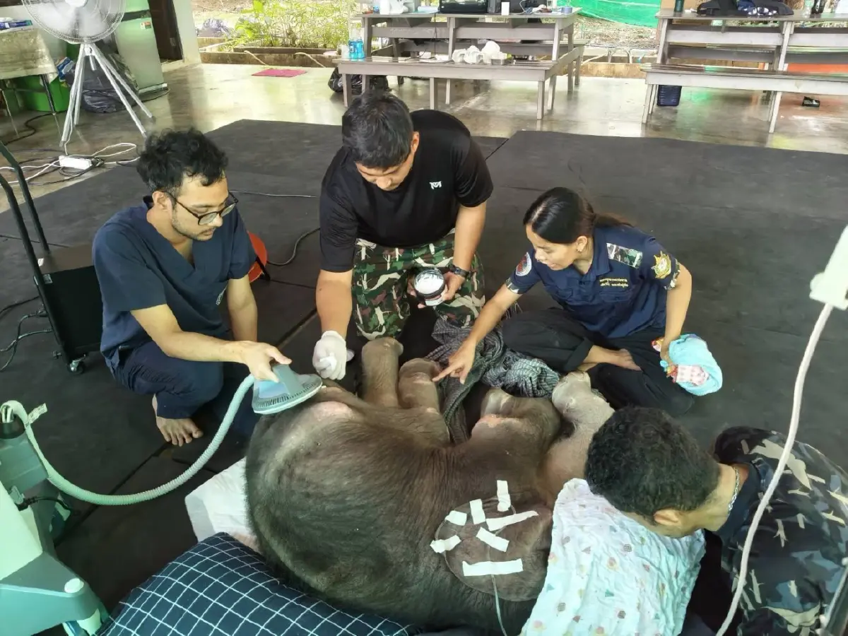 อาการล่าสุด ลูกช้างป่าพลัดหลง “ข้าวต้ม” ทีมสัตวแพทย์เผยฟื้นตัวต่อเนื่อง