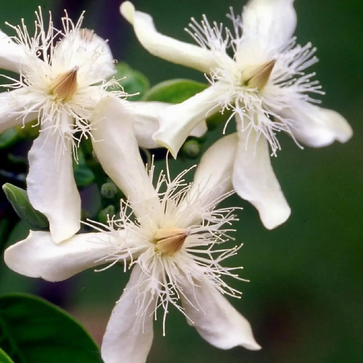 ยลโฉม บุปผาราชินี มรดกพฤกษาล้ำค่าในพระนาม "สมเด็จพระพันปีหลวง"