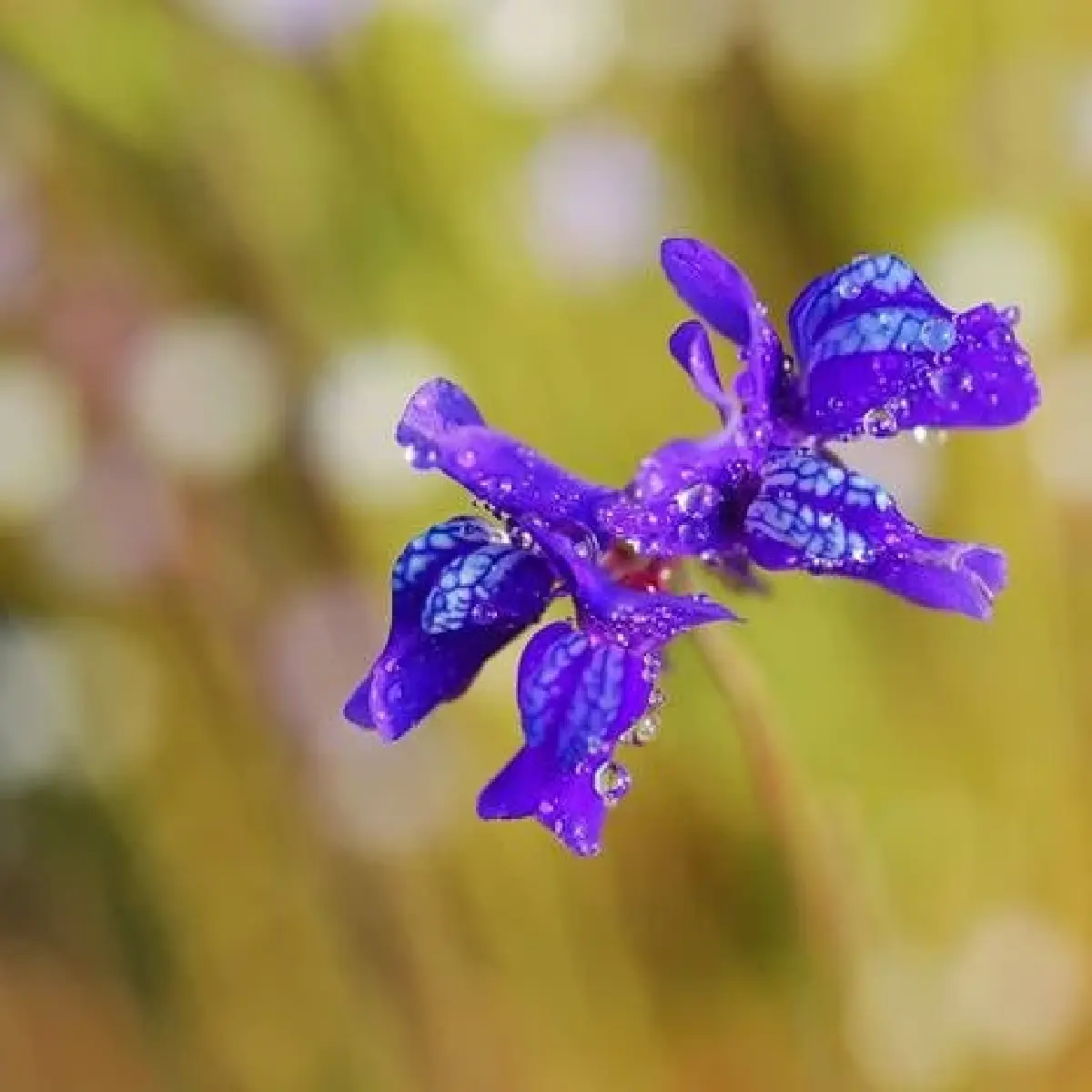 ยลโฉม บุปผาราชินี มรดกพฤกษาล้ำค่าในพระนาม "สมเด็จพระพันปีหลวง"